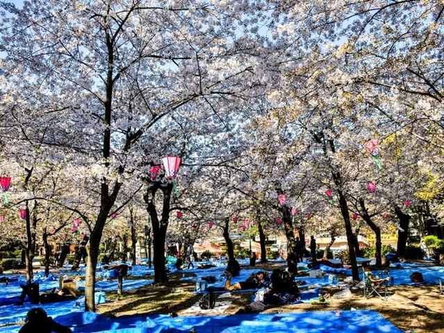 名古屋鶴舞公園，櫻花名所100選的賞櫻勝地