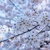 末吉公園•櫻花的海洋