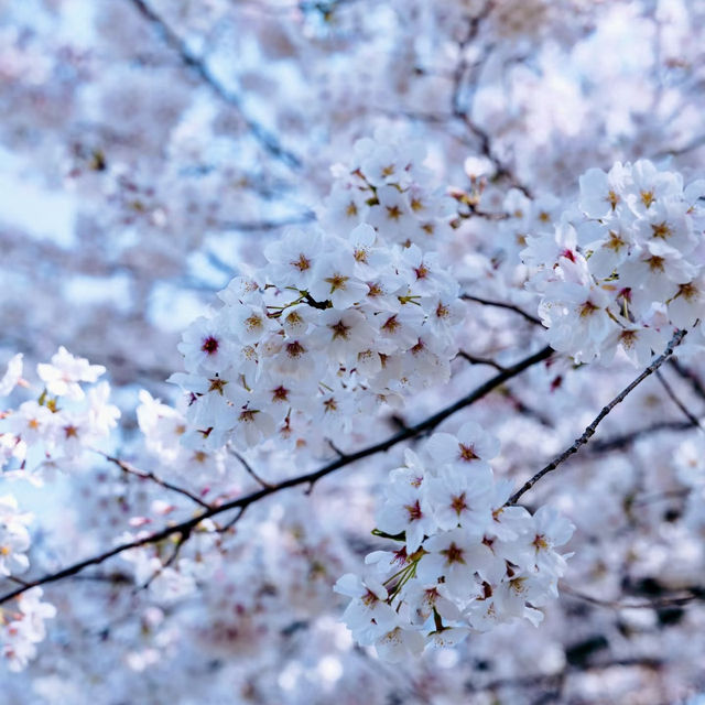  末吉公園•櫻花的海洋