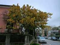 Rimini a day trip from Verona