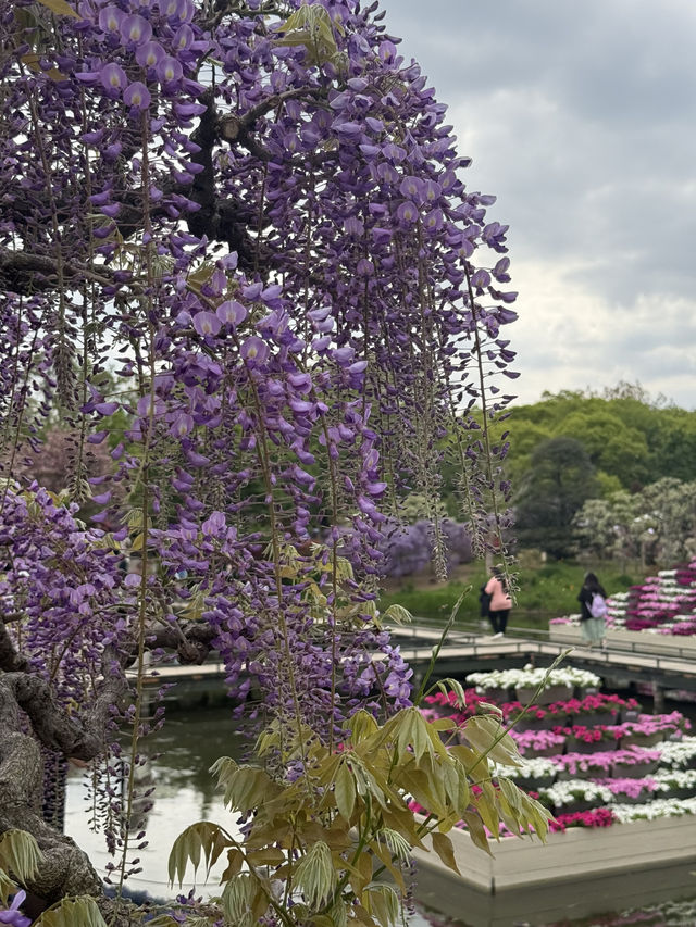 足利フラワーパーク🌼四季折々の絶景が楽しめる癒しスポット🪻💐