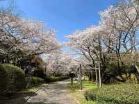朝倉市甘木公園，福岡縣隱藏版賞櫻的市民公園