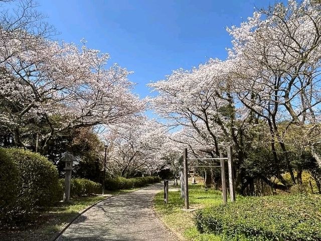 朝倉市甘木公園，福岡縣隱藏版賞櫻的市民公園