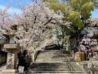 大阪道頓堀15分鐘的私房賞櫻景點---高津宮&高津公園
