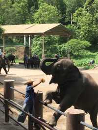 치앙마이에서 자연과 교감하는 하루 🐘🌿🛶