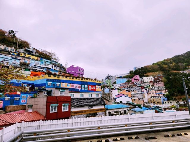 釜山甘川洞賞櫻花：櫻花季尾聲的驚喜