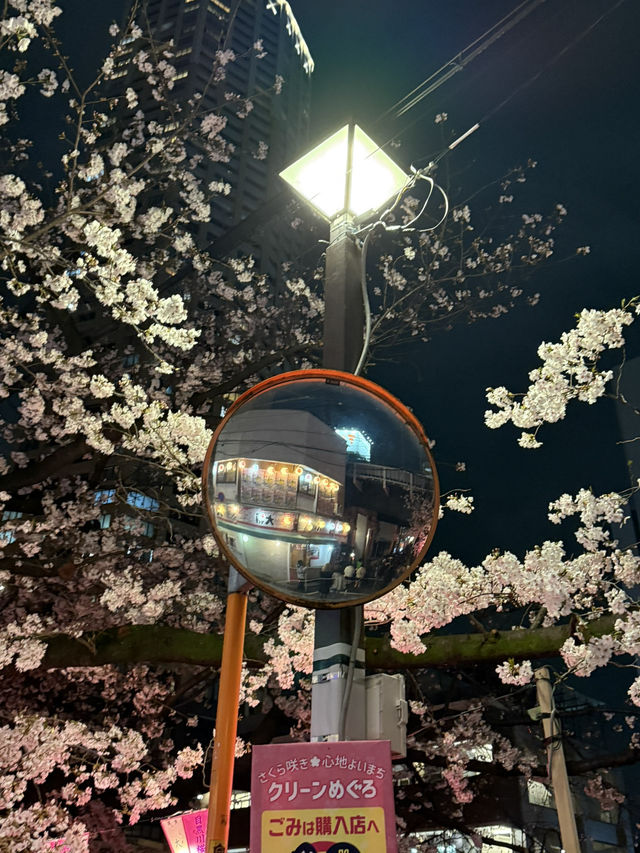 도쿄 메구로가와 밤 벚꽃길 후기🌸🌙