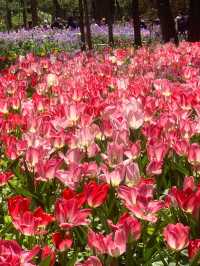 Glowing Tulips at Jiaozhou Botanical Garden: A Photographer's Dream 🌷✨