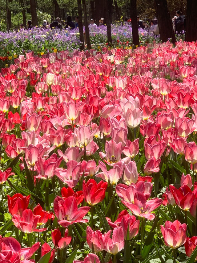 Glowing Tulips at Jiaozhou Botanical Garden: A Photographer's Dream 🌷✨