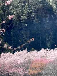 粉嫩山谷裡的夢幻仙境：武陵農場櫻花季🌸