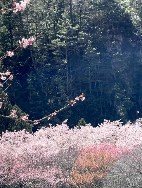 粉嫩山谷裡的夢幻仙境：武陵農場櫻花季🌸