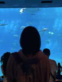 絕佳親子景點！美麗海水族館＋Emerald Beach 一日遊體驗分享