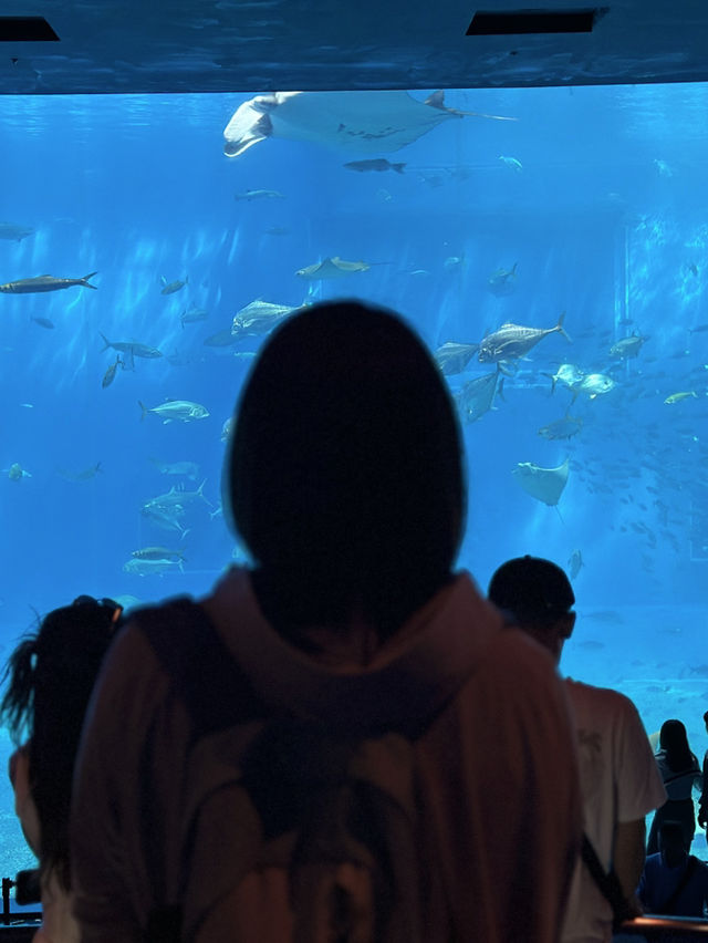 絕佳親子景點！美麗海水族館＋Emerald Beach 一日遊體驗分享