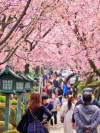 🌸 Saitama's Cherry Blossom Snow — A Different Charm on a Rainy Day