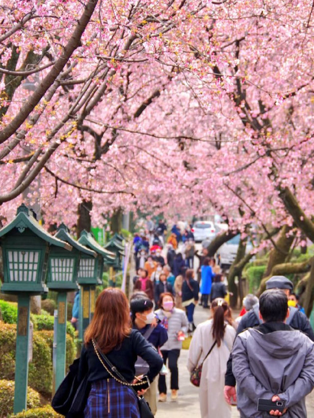 🌸 Saitama's Cherry Blossom Snow — A Different Charm on a Rainy Day