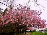 Cherry Blossom Helensburge 