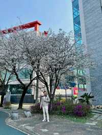 Gwangju: A Quiet Bloom in Korea’s Artistic SoulLocation: Gwangju, South Korea