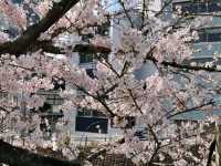 Nagasaki: Where History Speaks and Peace Prevails