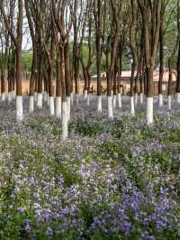 🌷 Fangshan, Beijing — A Hidden Gem Park by the Metro That’s Next Level Beautiful! 🌷
