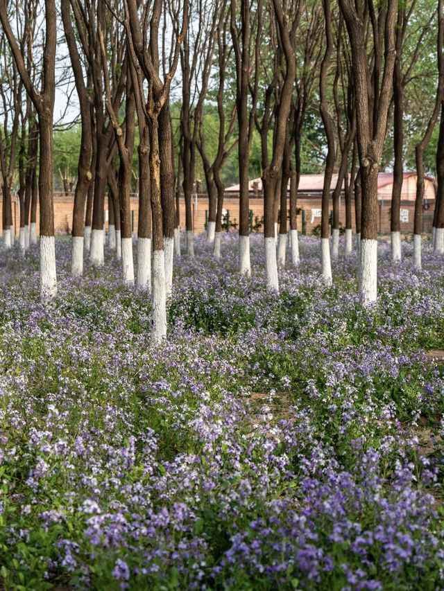🌷 Fangshan, Beijing — A Hidden Gem Park by the Metro That’s Next Level Beautiful! 🌷