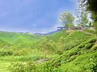 Art of Tea: Behind the Scenes at Malaysia’s Most Iconic Plantation