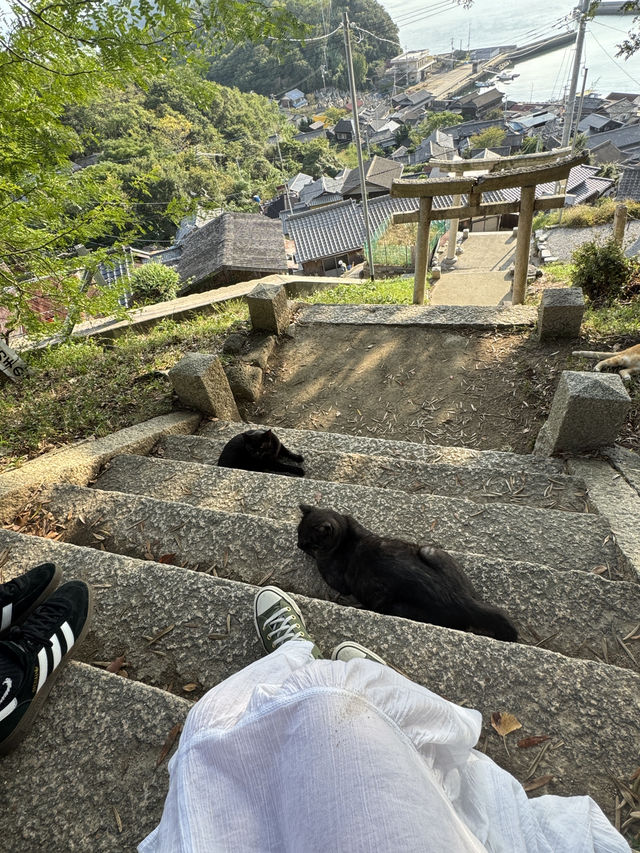 港女五日四夜暴走高松，一日玩三個景點 小丸子都去金多比羅神社，草間彌生南瓜，四國水族館