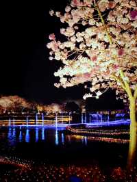 Petals & Lights – A Dreamy Night at Nabana no Sato