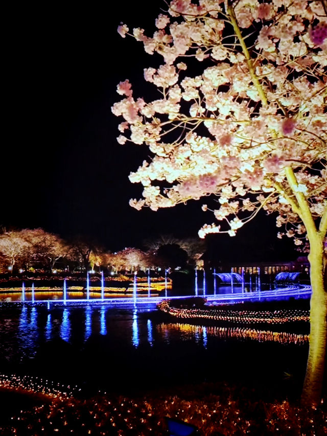 Petals & Lights – A Dreamy Night at Nabana no Sato