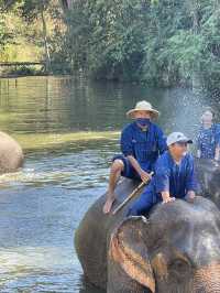 A Day with Elephants in Lampang