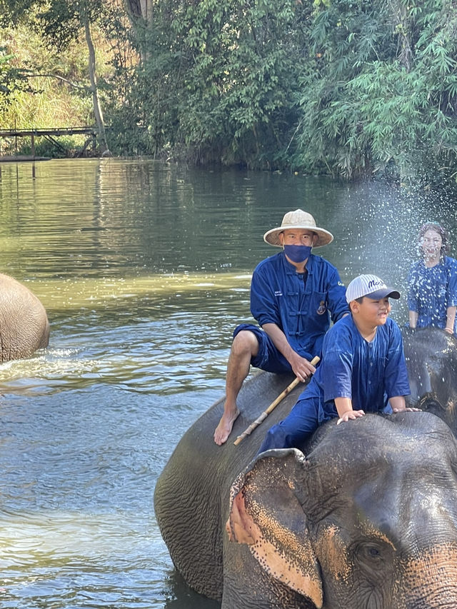 A Day with Elephants in Lampang