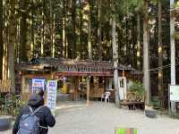 Boseong Tea Plantation – Worth the Journey for These Green Views