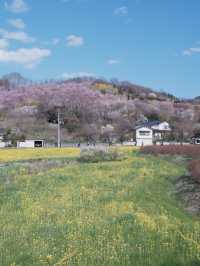 東京去福島就是要來一趟感受漫山櫻花林 