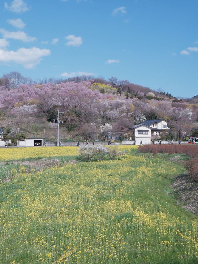 東京去福島就是要來一趟感受漫山櫻花林 