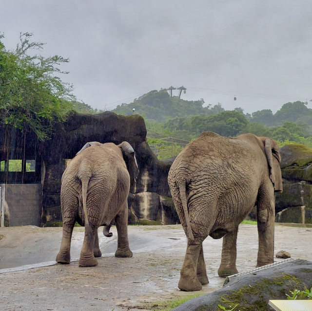 台北市動物園：親子同樂的自然探索勝地 🐼