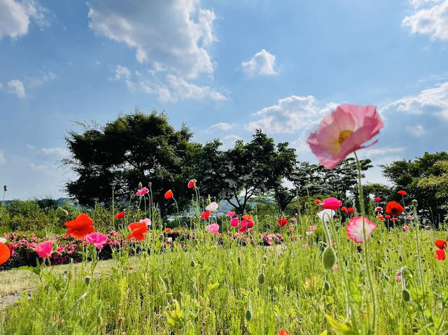 The Mogamigawa Furusato Park