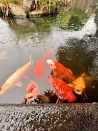 沖繩｜濃縮中式庭園之美 沖繩福州園由福州工匠打造