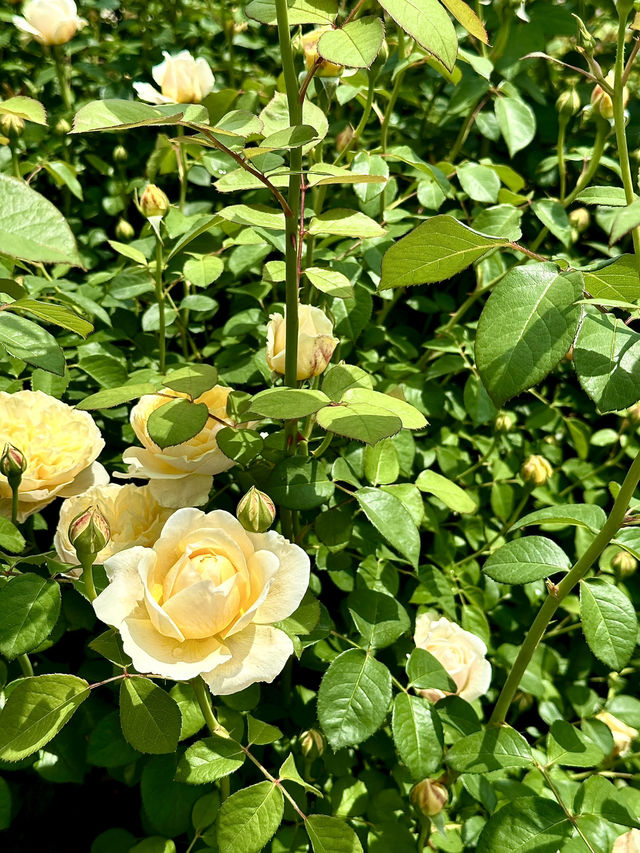 🌹 장미하면 빠질 수 없는 <전주수목원 장미원>