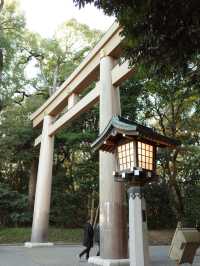 【明治神宮】都会の真ん中で、心が洗われる森へ🌿⛩️