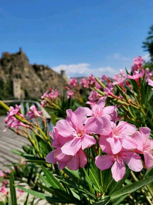Tbilisi Botanical Garden – Nature’s Secret in the Heart of the City