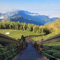 Make a stop in Shizhuo, not just Alishan