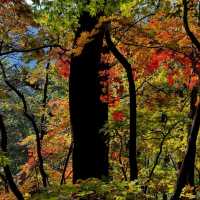 Getting Lost (In the Best Way) at Juwangsan National Park