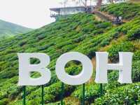 Escape the Heat, Embrace the Hills: One-Day Fun at Cameron Highlands!