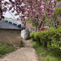 전주 봄여행 완산공원 🌸🌞💕