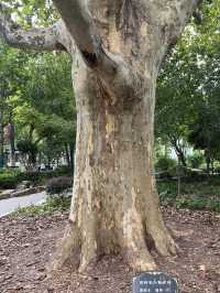 A Serene Retreat in the French Concession: My Visit to Fuxing Park, Shanghai