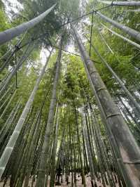  🌿【鎌倉・報国寺】竹林に包まれる静寂の時間、美しき“禅”の世界へ 