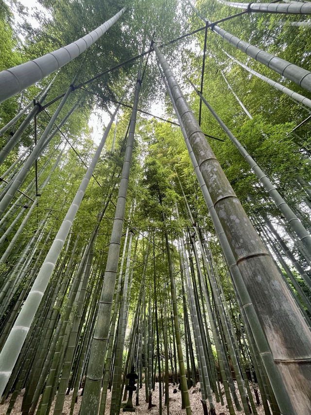  🌿【鎌倉・報国寺】竹林に包まれる静寂の時間、美しき“禅”の世界へ 