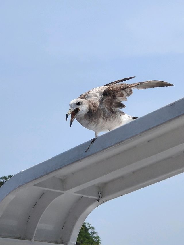 海之京都｜一日遊行程日誌
