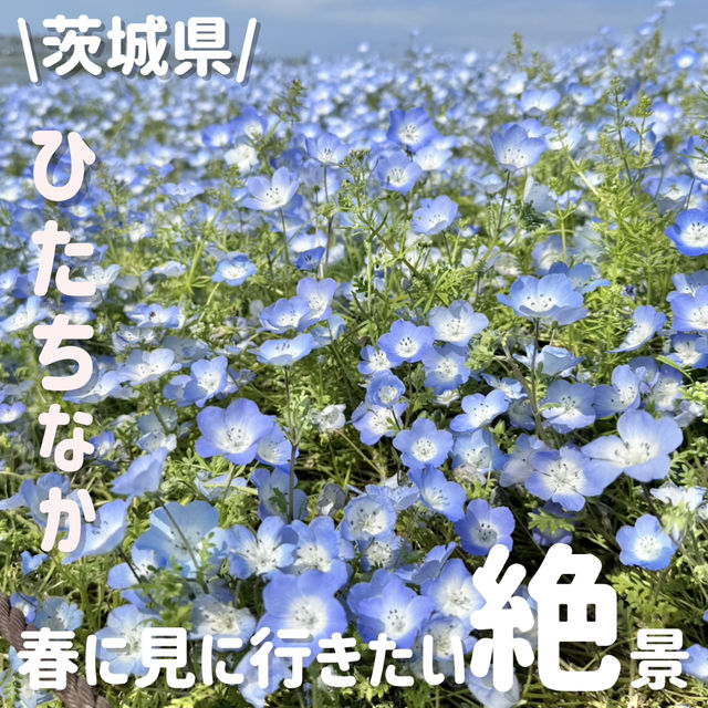 一生に一度はみたい✨️ネモフィラの絶景