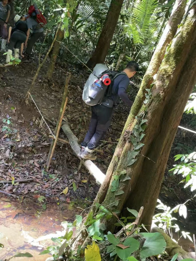 Into the Heart of Taman Negara 🌿⛰️
