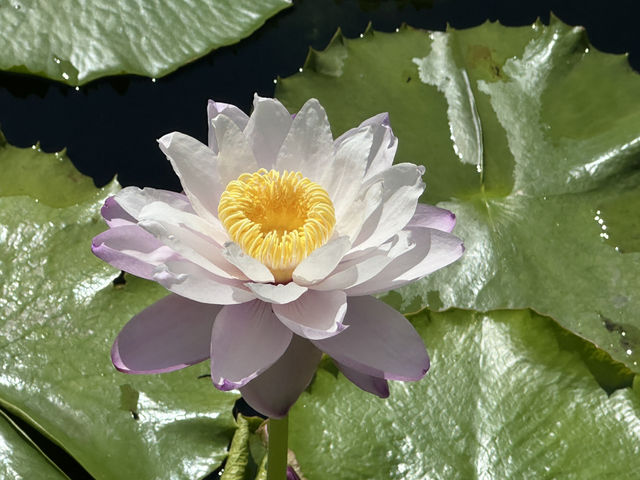 香港好去處 | 賞花 | 志蓮淨苑 | 蓮花